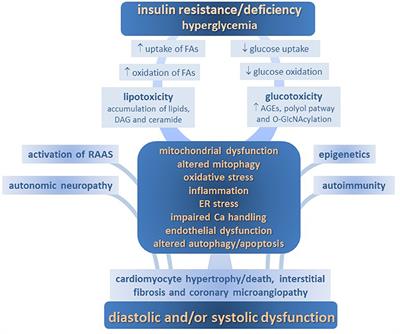 latest research diabetic cardiomyopathy